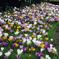 Krokus Zwiebeln | 50 Stück Blumenzwiebeln - Mix Grossblumig 6/7 Prachtmischnung Mehrjährig Winterhart Saisonware von MagicofNatureDE