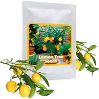 Mini Zitronenbaum Samen 10 Stück/Pack - Bonsai Geeignet Ein Blickfang Im Wohnzimmer, Esszimmer Oder Büro Mini Zitronenbaum Samen 10 Stück/Pack - Bonsai Geeignet Ein Blickfang Im Wohnzimmer, Esszimmer Oder Büro von MagicofNatureDE