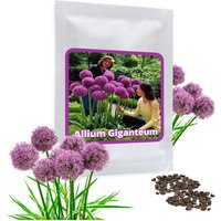 Riesen Zierlauch 30 Samen - Allium Giganteum Mehrjährig/Winterhart von MagicofNatureDE
