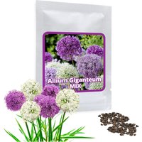 Riesen Zierlauch 60 Samen - Allium Giganteum Mix Dekorative Garten Pflanze Mit Violetten Und Weissen Blüten Riesen Zierlauch 60 Samen - Allium Giganteum Mix Dekorative Garten Pflanze Mit Violetten Und Weissen Blüten von MagicofNatureDE
