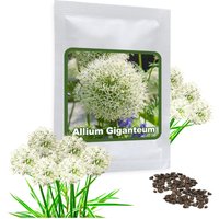 Riesen Zierlauch Weiss - Allium Giganteum 30 Samen/Pack Sorte Mount Everest von MagicofNatureDE