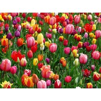Tulpen Zwiebeln | 50 Stück- Blumenzwiebeln Bunte Frühlings Mischung - Grösse 10/11 Mehrjährig Winterhart Saisonware von MagicofNatureDE