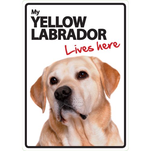 Magnet & Stahl gelber Labrador Lives Here Tierschild von Magnet & Steel