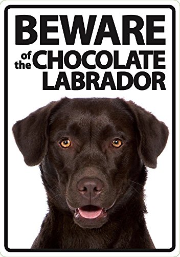 Magnet & Steel Beware of The Chocolate Labrador - Flexi Portrait von Magnet & Steel