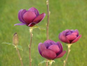 Magnolie 'Black Tulip', 80-100 cm, Magnolia 'Black Tulip', Containerware von Magnolia 'Black Tulip'