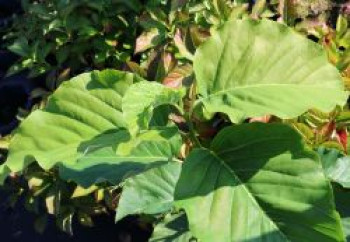 Magnolie 'Blue Opal', 40-60 cm, Magnolia 'Blue Opal', Containerware von Magnolia 'Blue Opal'
