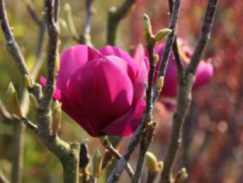Magnolie 'Cleopatra', 40-60 cm, Magnolia 'Cleopatra', Containerware von Magnolia 'Cleopatra'