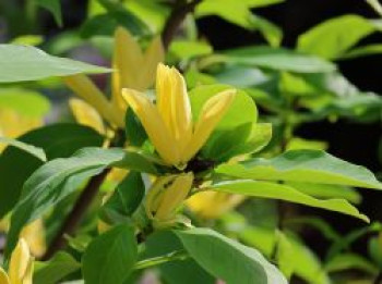 Magnolie 'Daphne', 60-80 cm, Magnolia 'Daphne', Containerware von Magnolia 'Daphne'