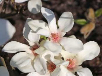 Magnolie 'Sunrise', 60-80 cm, Magnolia 'Sunrise', Containerware von Magnolia 'Sunrise'