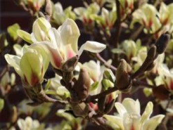 Magnolie 'Sunsation', 80-100 cm, Magnolia 'Sunsation', Containerware von Magnolia 'Sunsation'