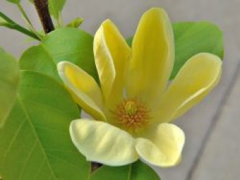 Magnolie 'Yellow Bird', 40-60 cm, Magnolia 'Yellow Bird', Containerware von Magnolia 'Yellow Bird'