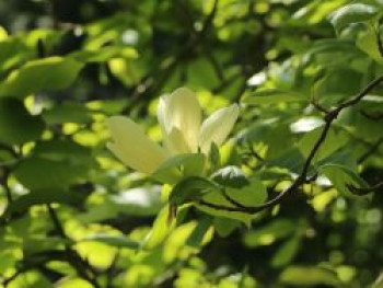 Magnolie 'Yellow Lantern', 100-125 cm, Magnolia 'Yellow Lantern', Containerware von Magnolia 'Yellow Lantern'
