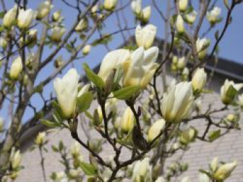 Magnolie 'Yellow River', 60-80 cm, Magnolia 'Yellow River', Containerware von Magnolia 'Yellow River'