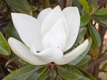Magnolie 'Alta', 30-40 cm, Magnolia grandiflora 'Alta', Containerware von Magnolia grandiflora 'Alta'