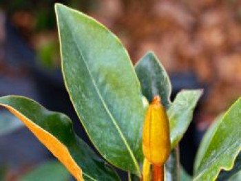 Baum-Magnolie 'Little Gem' ®, 40-60 cm, Magnolia grandiflora 'Little Gem' ®, Containerware von Magnolia grandiflora 'Little Gem' ®