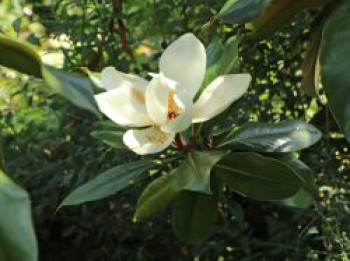 Immergrüne Magnolie, 10-20 cm, Magnolia grandiflora, Topfware von Magnolia grandiflora