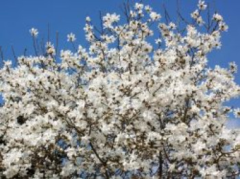 Kobushi-Magnolie, 200-225 cm, Magnolia kobus, Containerware XXL von Magnolia kobus