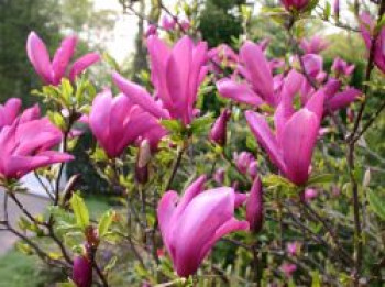 Purpur-Magnolie 'Nigra', 100-125 cm, Magnolia liliiflora 'Nigra', Containerware von Magnolia liliiflora 'Nigra'