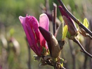 Purpur-Magnolie 'Susan', 60-80 cm, Magnolia liliiflora 'Susan', Containerware von Magnolia liliiflora 'Susan'