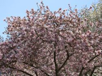 Rosa Sternmagnolie 'Leonard Messel', 80-100 cm, Magnolia loebneri 'Leonard Messel', Containerware von Magnolia loebneri 'Leonard Messel'
