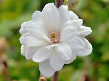 Magnolie 'Mag's Pirouette', 30-40 cm, Magnolia loebneri 'Mag's Pirouette', Containerware von Magnolia loebneri 'Mag's Pirouette'