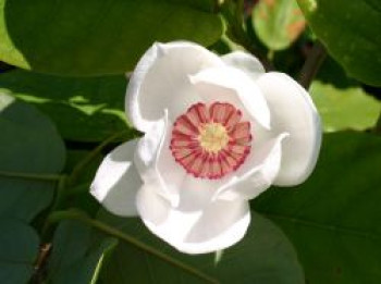 Sommer-Magnolie, 80-100 cm, Magnolia sieboldii, Containerware von Magnolia sieboldii