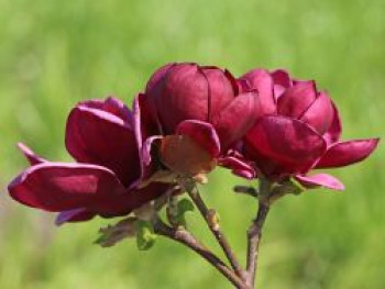 Tulpen-Magnolie 'Genie', 80-100 cm, Magnolia x soulangiana 'Genie', Containerware von Magnolia x soulangiana 'Genie'