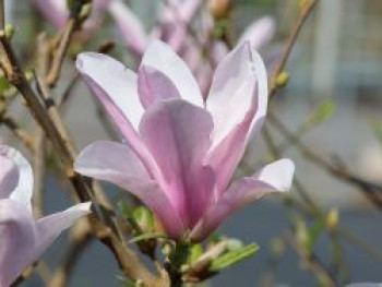 Sternmagnolie 'George Henry Kern', 40-60 cm, Magnolia stellata 'George Henry Kern', Containerware von Magnolia stellata 'George Henry Kern'