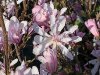 Rosa Sternmagnolie 'Rosea', 40-60 cm, Magnolia stellata 'Rosea', Containerware von Magnolia stellata 'Rosea'