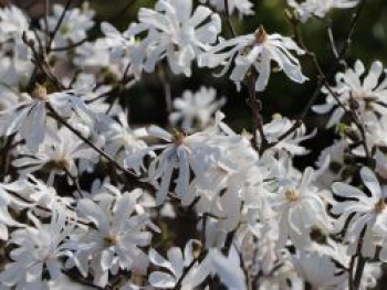 Stern-Magnolie 'Royal Star', 40-60 cm, Magnolia stellata 'Royal Star', Containerware von Magnolia stellata 'Royal Star'