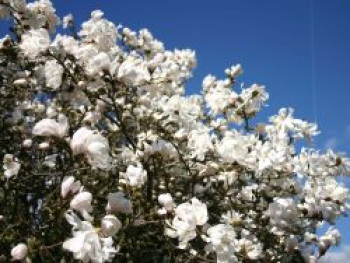 Sternmagnolie 'Waterlily', 20-40 cm, Magnolia stellata 'Waterlily', Topfware von Magnolia stellata 'Waterlily'