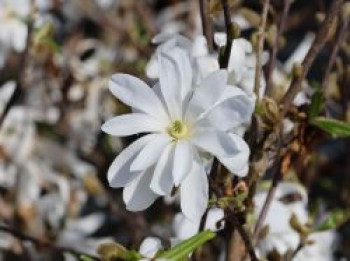 Sternmagnolie, 40-60 cm, Magnolia stellata, Containerware von Magnolia stellata
