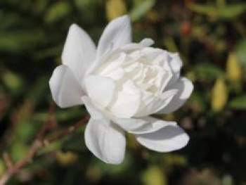 Magnolie 'Wildcat', Stamm 50 cm, 70-100 cm, Magnolia x loebneri 'Wildcat', Stämmchen XXL von Magnolia x loebneri 'Wildcat'