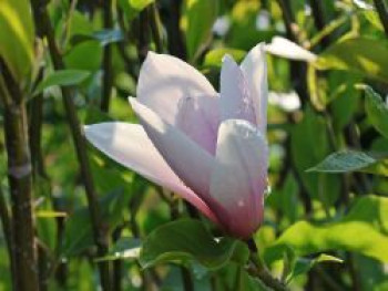 Magnolie 'Heaven Scent', 125-150 cm, Magnolia x soulangiana 'Heaven Scent', Containerware von Magnolia x soulangiana 'Heaven Scent'