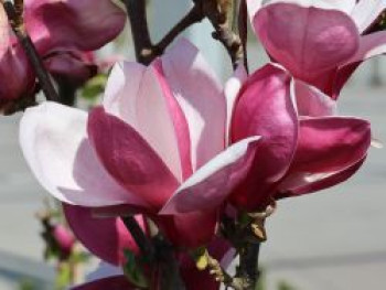 Tulpen-Magnolie 'March Till Frost', 40-60 cm, Magnolia x soulangiana 'March Till Frost', Containerware von Magnolia x soulangiana 'March Till Frost'