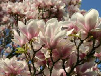 Tulpen-Magnolie, 125-150 cm, Magnolia x soulangiana, Containerware XXL von Magnolia x soulangiana