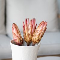 Getrocknete Protea Repens Erika Pink, 40cm von MahinaMakramee
