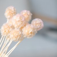 Getrocknete Scabiosa 10 Stk. 35cm, Light Pink von MahinaMakramee