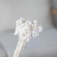 Getrocknete Strohblumen Immortellen 50G L35 , Weiß von MahinaMakramee