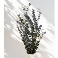 Getrockneter Eukalyptus "Baby Blue", Bund 150G von MahinaMakramee