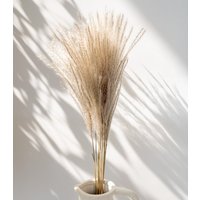 Getrockneter Miscanthus in Natur, Bund 10 Stiele von MahinaMakramee