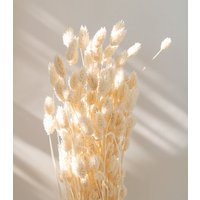 Getrockneter Phalaris Bleached, Bund 100G von MahinaMakramee