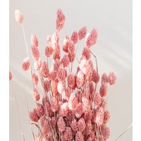 Getrockneter Phalaris in Frosted Pink, Bund 200G von MahinaMakramee
