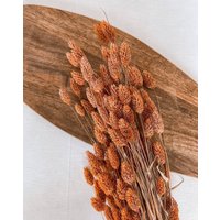 Getrockneter Phalaris in Orange, Bund 200G von MahinaMakramee