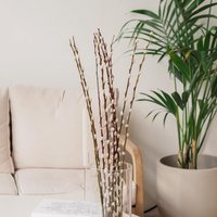 Weidenkätzchen/Salix Bund, 120cm in Natur von MahinaMakramee