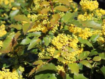 Mahonie 'Apollo', 10-20 cm, Mahonia aquifolium 'Apollo', Containerware von Mahonia aquifolium 'Apollo'