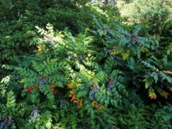 Schmuck Mahonie, 30-40 cm, Mahonia bealei, Containerware von Mahonia bealei