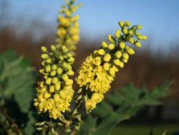 Mahonie 'Winter Sun', 10-20 cm, Mahonia media 'Winter Sun', Topfware von Mahonia media 'Winter Sun'