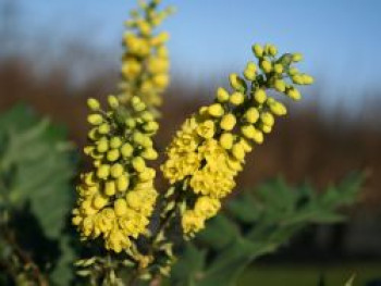 Mahonie 'Winter Sun', 60-80 cm, Mahonia media 'Winter Sun', Containerware von Mahonia media 'Winter Sun'