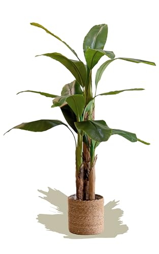 Maia Shop Künstliche Bananenpflanze 150 cm für die Dekoration von Haus und Büro, künstlicher dekorativer Hyperrealistischer Baum mit natürlichem Stamm. von Maia Shop